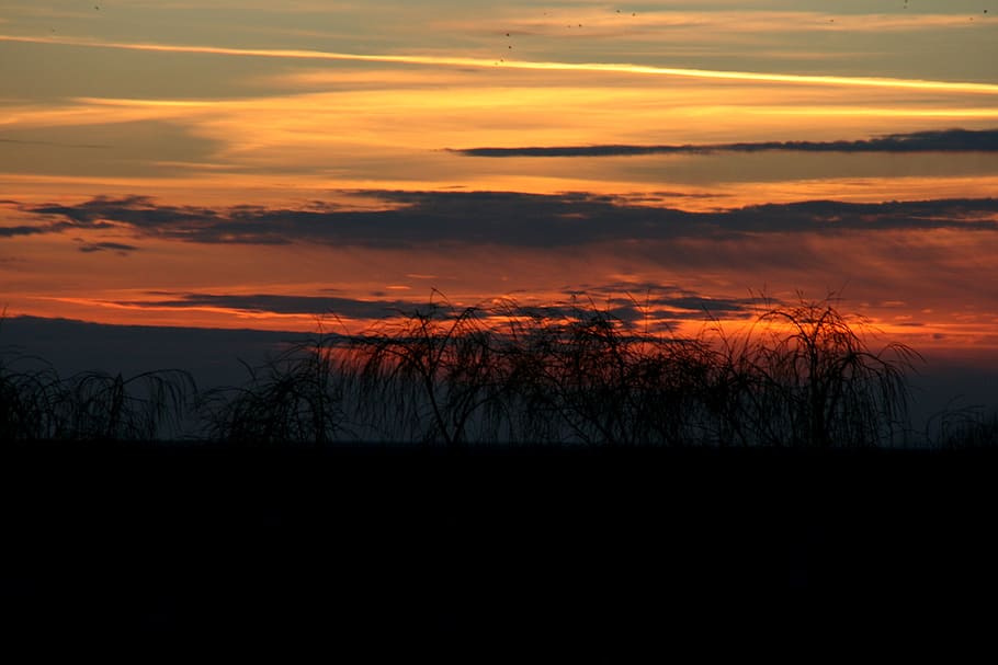 sunset, tree, sky, cloud, red, in the evening, cloud - sky HD wallpaper