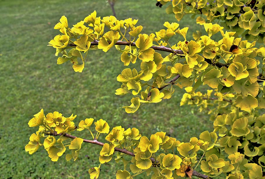 branch, leaves, limb, tree, nature, garden, green, spring, colors HD wallpaper