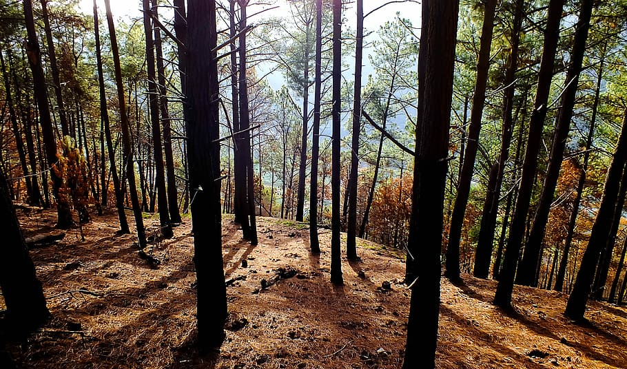 forest tree at daytime, trees in forest nature photography, trunk HD wallpaper
