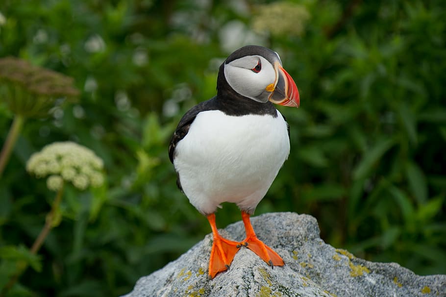 white and black puffin bird standing on gray surface, beak, feather