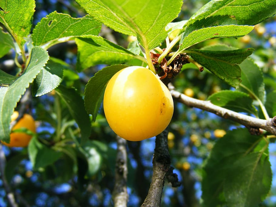 plums, prunu, red, round, sweet, yellow, fruit, agriculture HD wallpaper