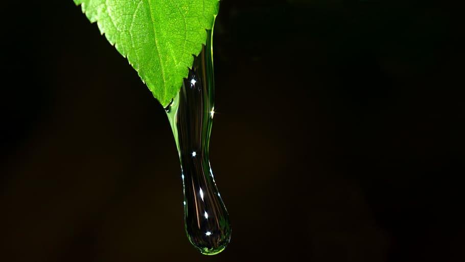 untitled, Drip, Splash, Water, any drip, drop of water, leaf HD wallpaper