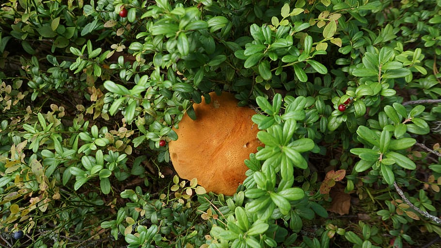 mushroom, boletus, natural nourishment, cranberry-dwarf shrubs, HD wallpaper