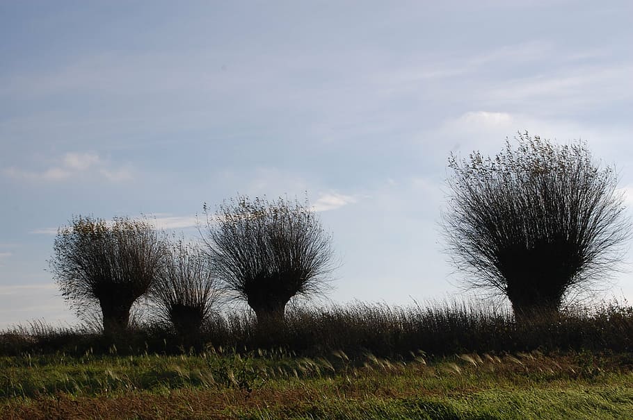 willow, trees, nature, plant, sky, field, cloud - sky, tranquil scene HD wallpaper