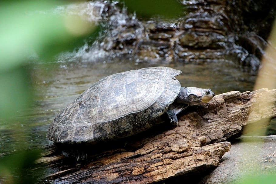 turtle, stream, water, reptile, log, carapace, shell, turtle shell HD wallpaper