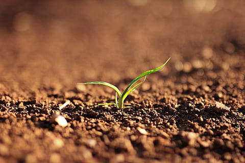 green leaf plant sprouting from soil, nature, landscape, grow HD wallpaper