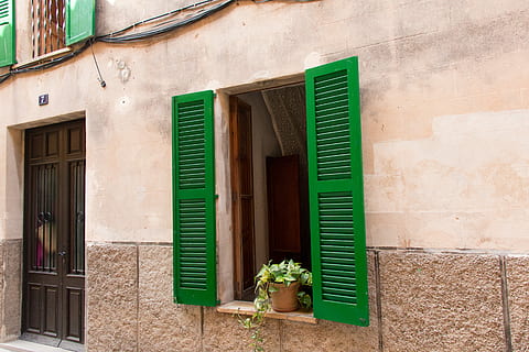 green leafed plant on window, green leafed plant in front of window HD wallpaper