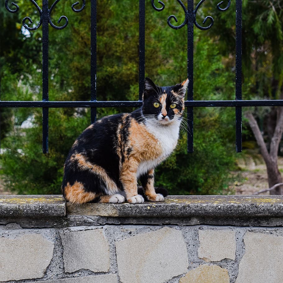 calico cat on gray concrete pavement, stray, curious, surprised HD wallpaper
