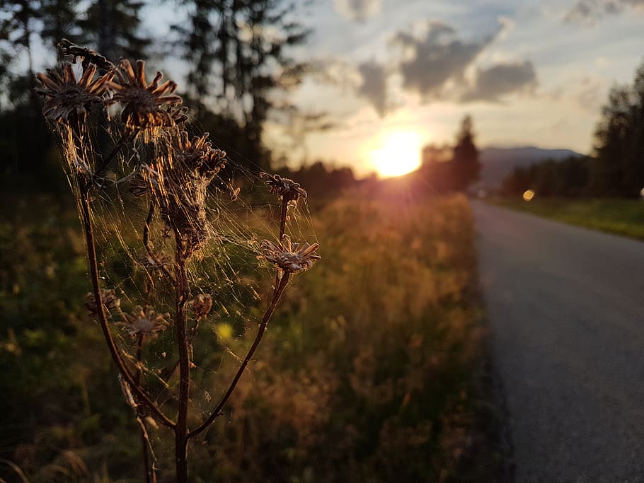 sun, cobwebs, nature, plant, sunset, focus on foreground, sky HD wallpaper