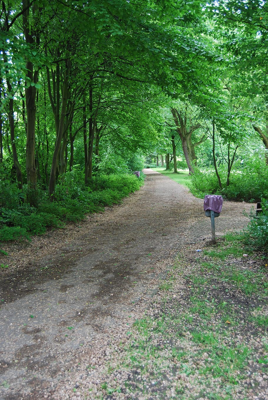 away, parks, forest path, tree, plant, direction, the way forward HD wallpaper
