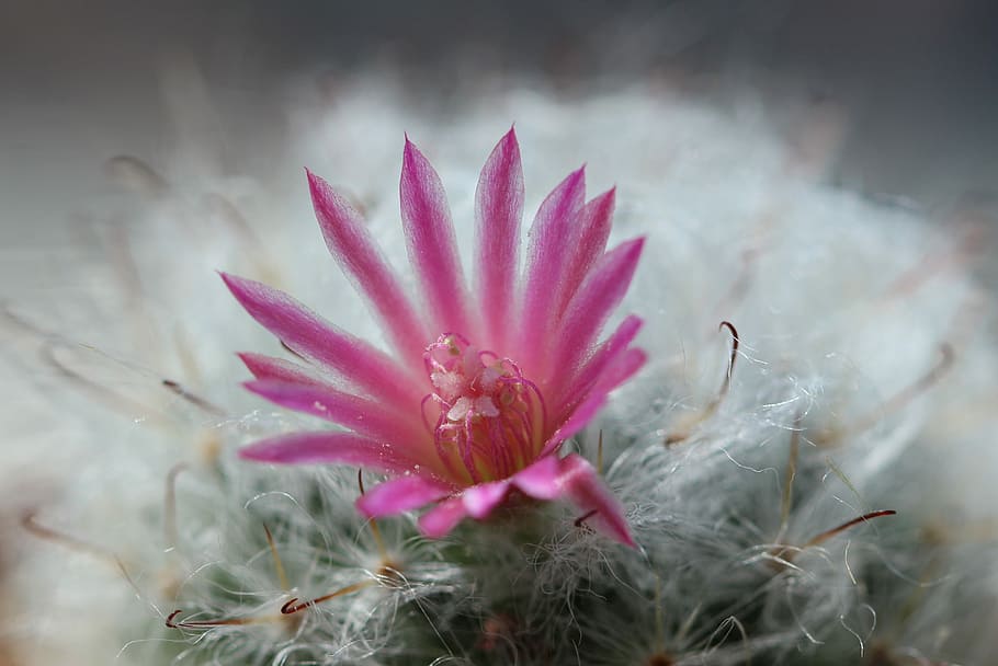 Cactus, Pink, Flower, pink color, nature, fragility, day, outdoors HD wallpaper