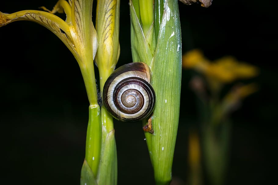 snail, shell, foraging, mollusk, slowly, iris, swamp iris, snail shell HD wallpaper