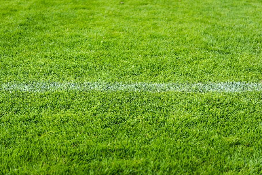fill the frame photography of green grass, rush, field, meadow HD wallpaper