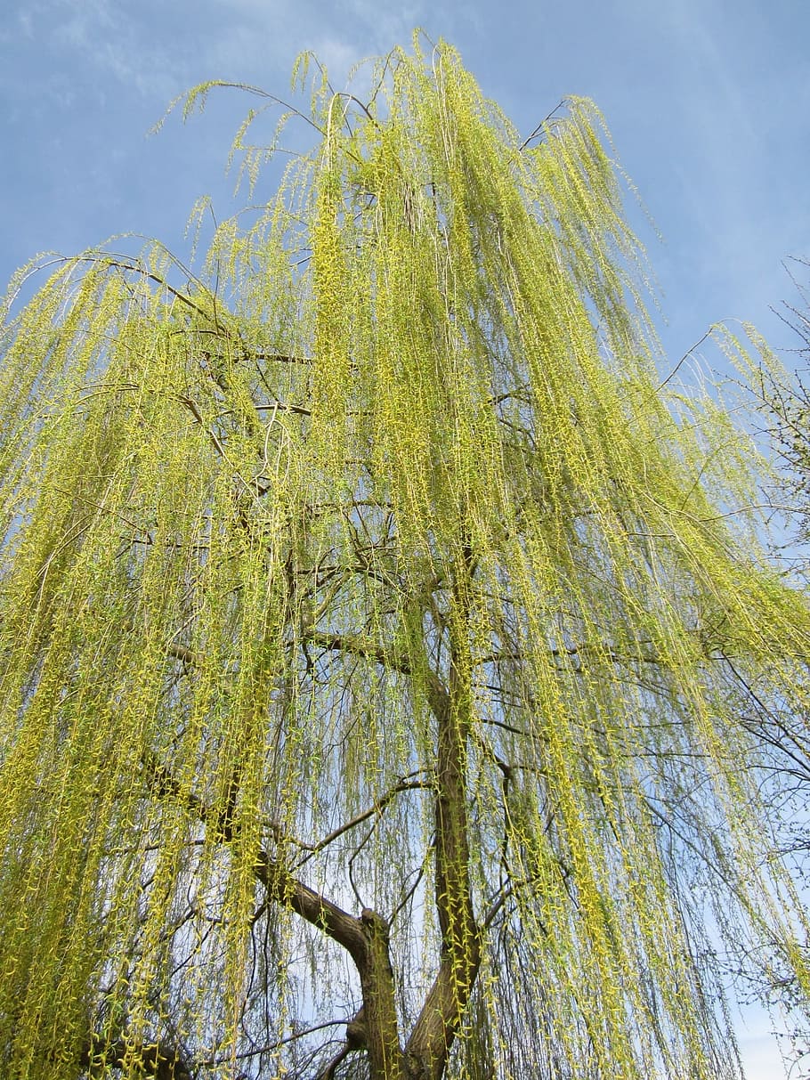 germany, tree, trees, sky, clouds, nature, outside, spring HD wallpaper