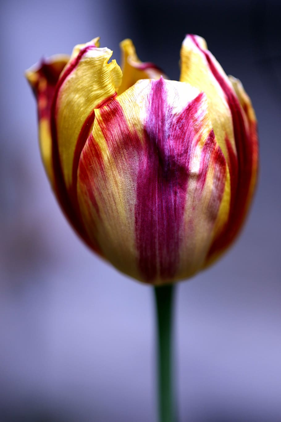 flower, spring, spring flower, garden, nature, tulip, plant HD wallpaper