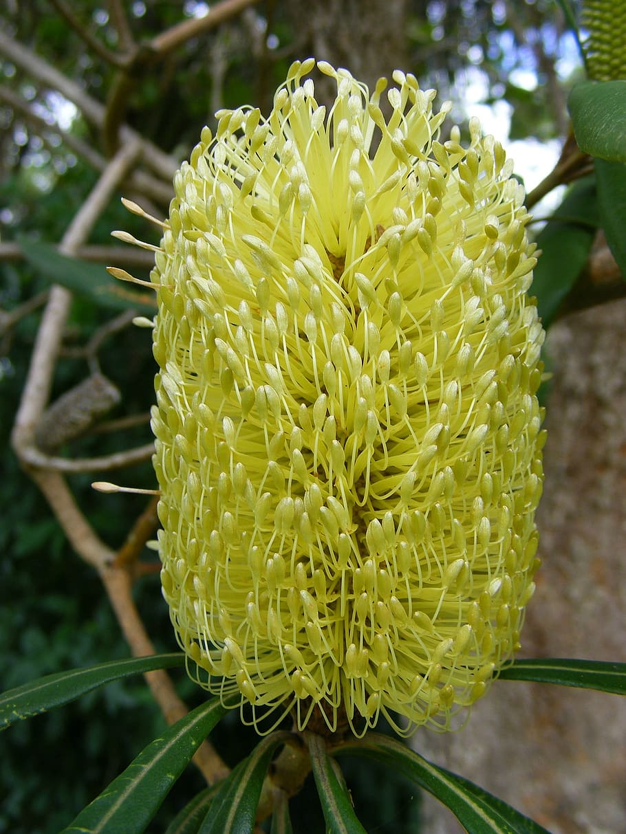 banksia flower, bloom, yellow, australian, bush, shrub, native