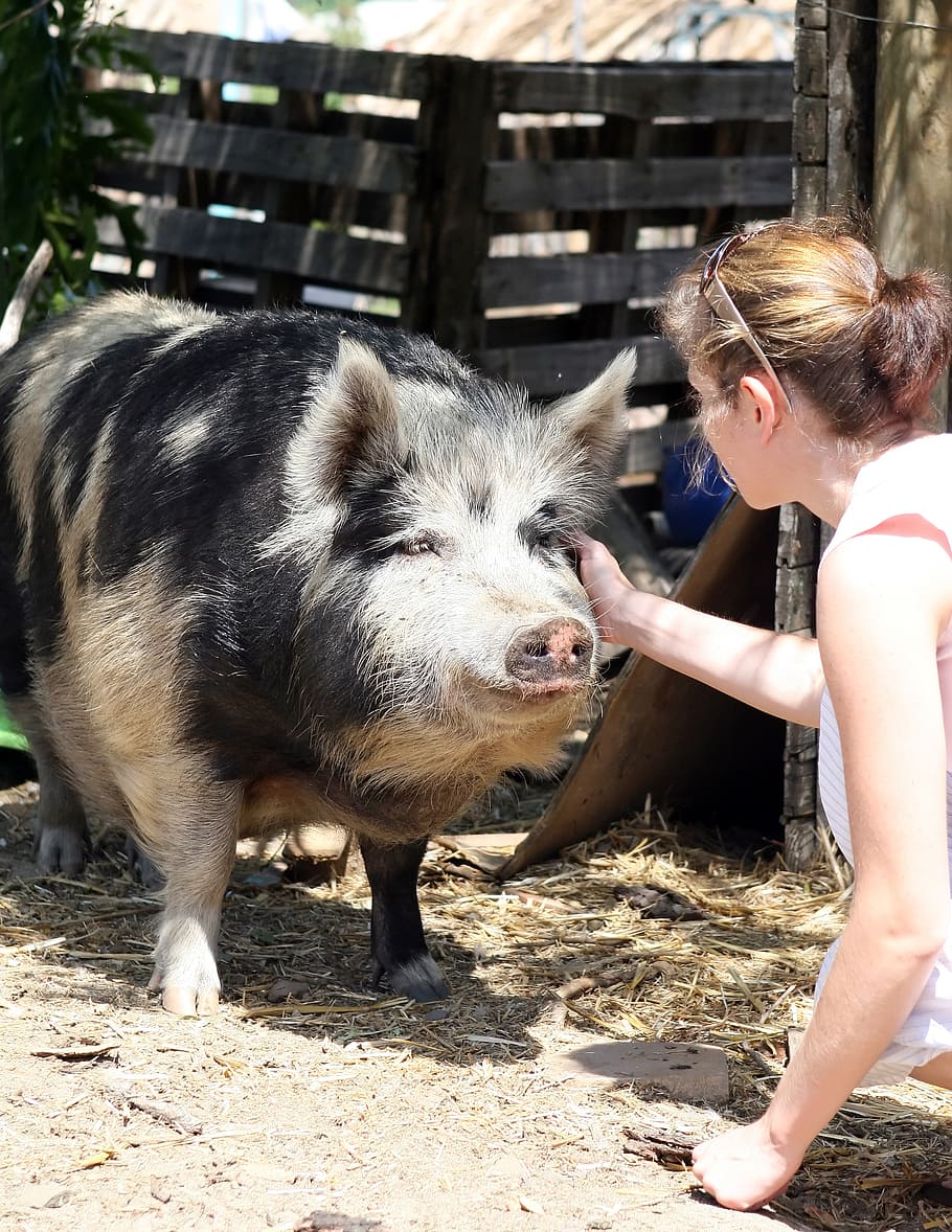 woman touching the face of black and gray pig, animal, bacon