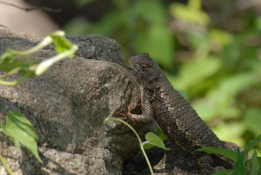 insects, nature, lizard, animal, animal themes, animals in the wild HD wallpaper