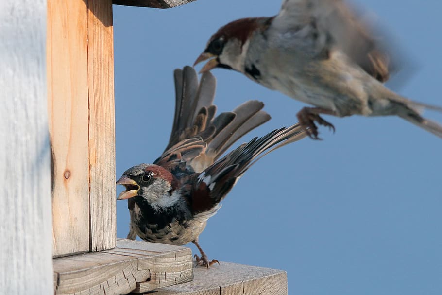 sparrow, sperling, dispute, aviary, bird, vertebrate, animal HD wallpaper