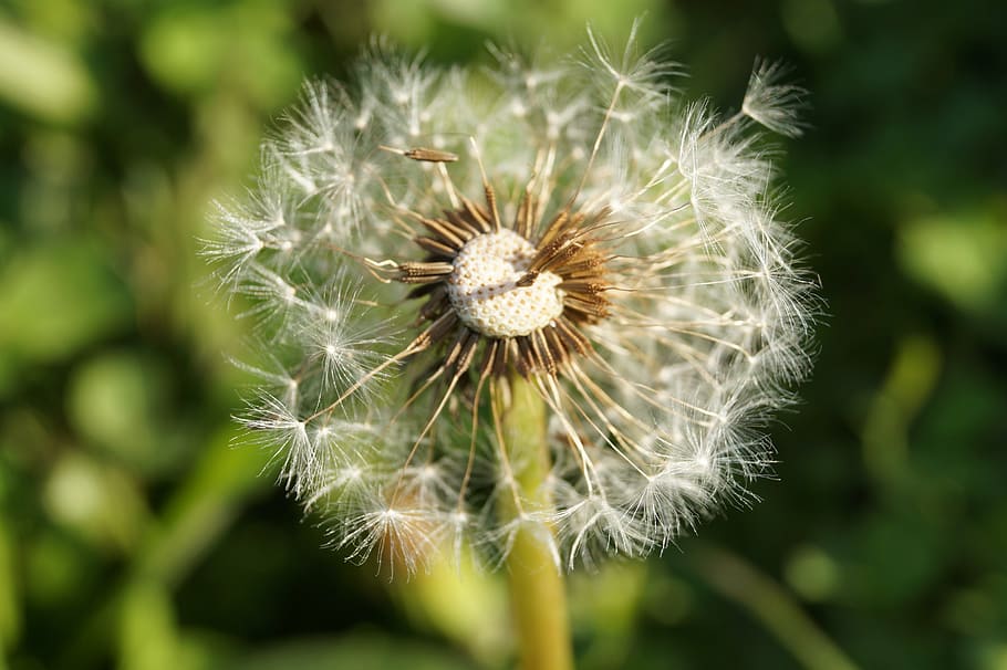 dandelion, close, fly, nature, plant, close-up, seed, flower HD wallpaper