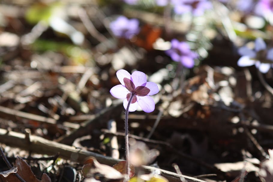 Hepatica, Plant, Flower, Spring, spring plant, focus on foreground HD wallpaper