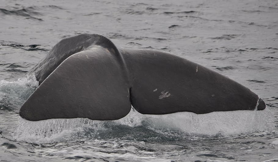 gray whale fin, wal, welsh, sperm whale, norway, marine mammals, HD wallpaper