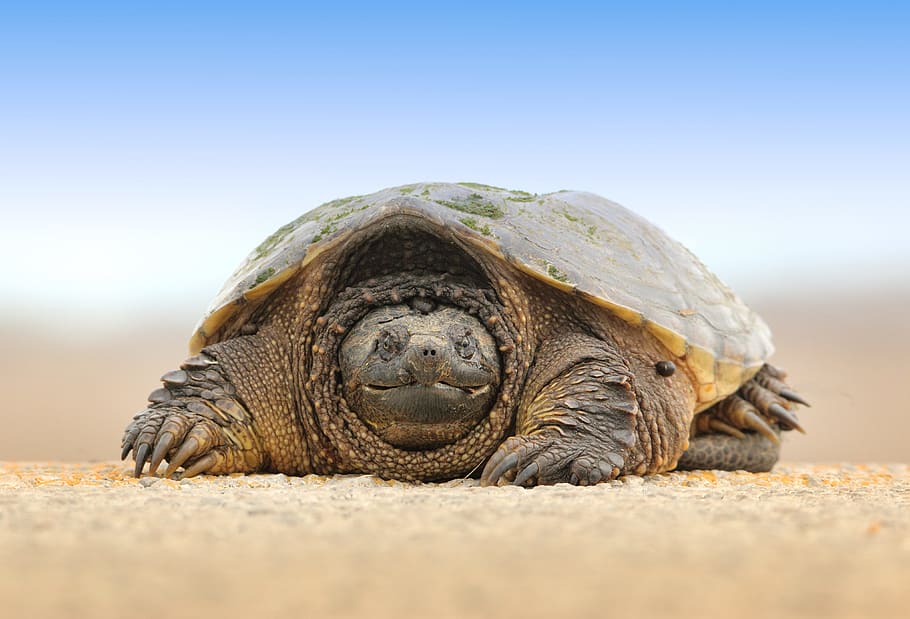 gray sand turtle, Tortoise photography, animal, reptile, animal Shell HD wallpaper