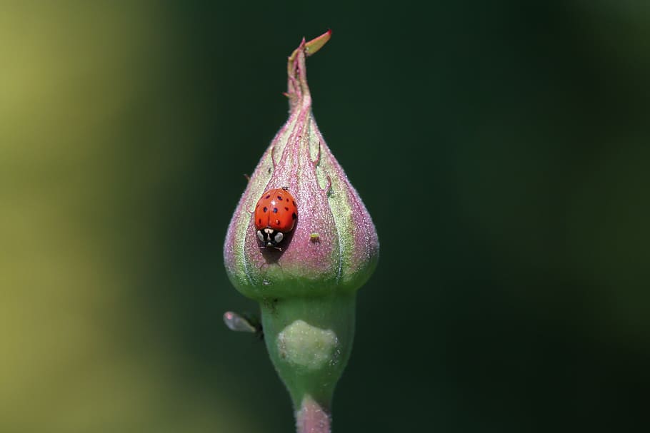 ladybug, blossom, bloom, insect, flower, beetle, red, siebenpunkt HD wallpaper