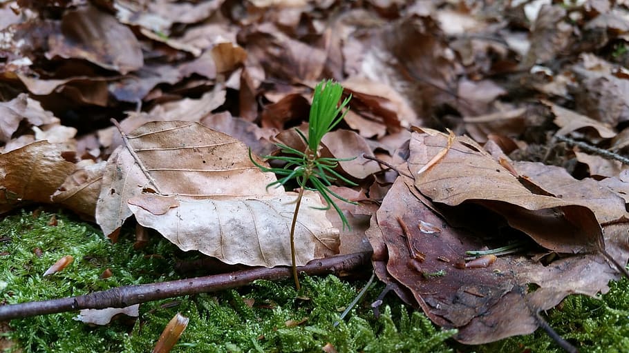 tree, young tree, plant, nature, bäumchen, small plant, seedling HD wallpaper