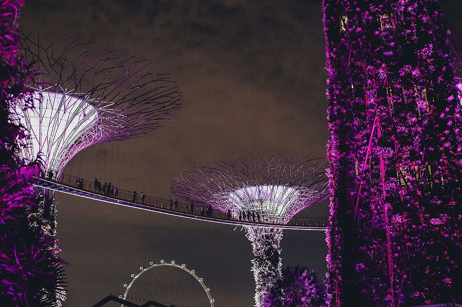 photo of Supertree Grove, Singapore, supertrees, purple, walkway, HD wallpaper