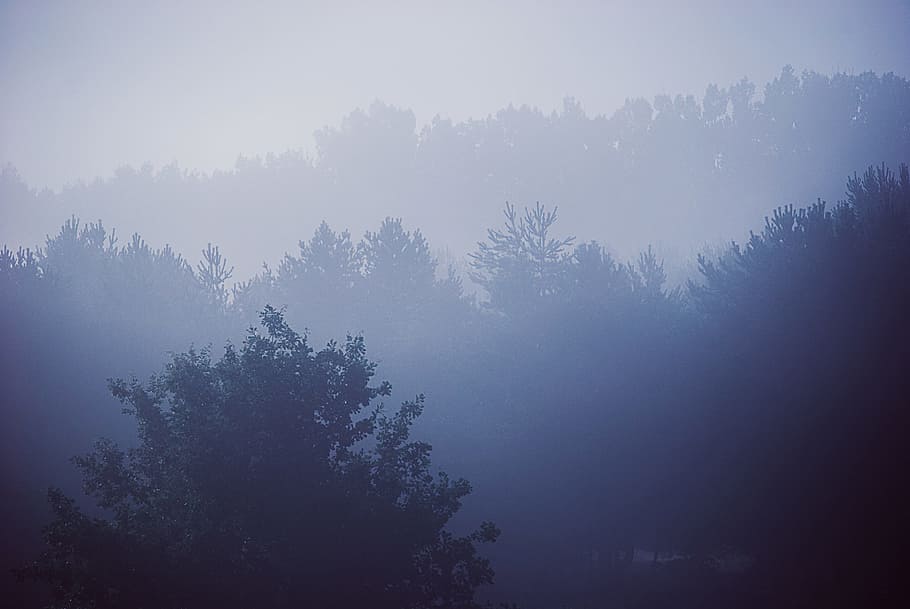 aerial view photography of forest covered by fog, blue, trees HD wallpaper