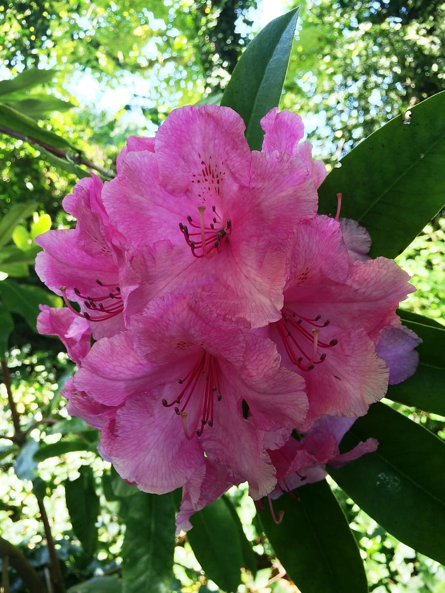 pink, rhododendron, spring, bloom, flower, nature, springtime HD wallpaper