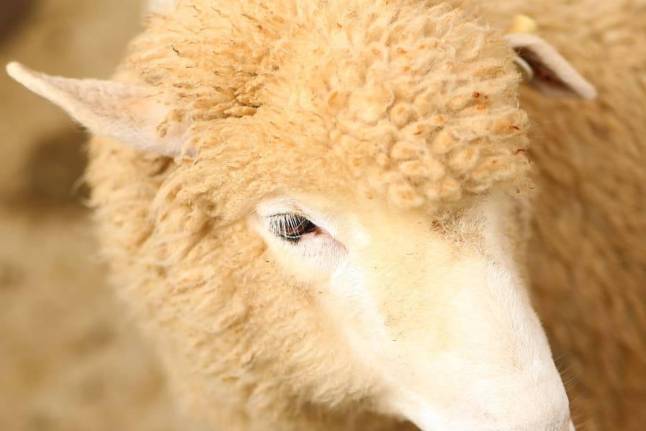 close-up photo of sheep, close up photography of brown animal HD wallpaper