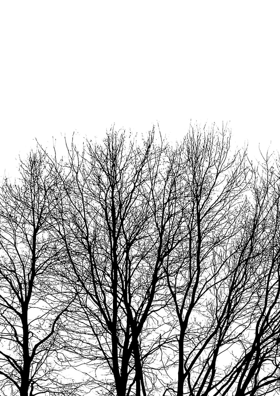 Tree, Branch, Trunk, Foliage, Contrast, winter, forest, tree branches HD wallpaper