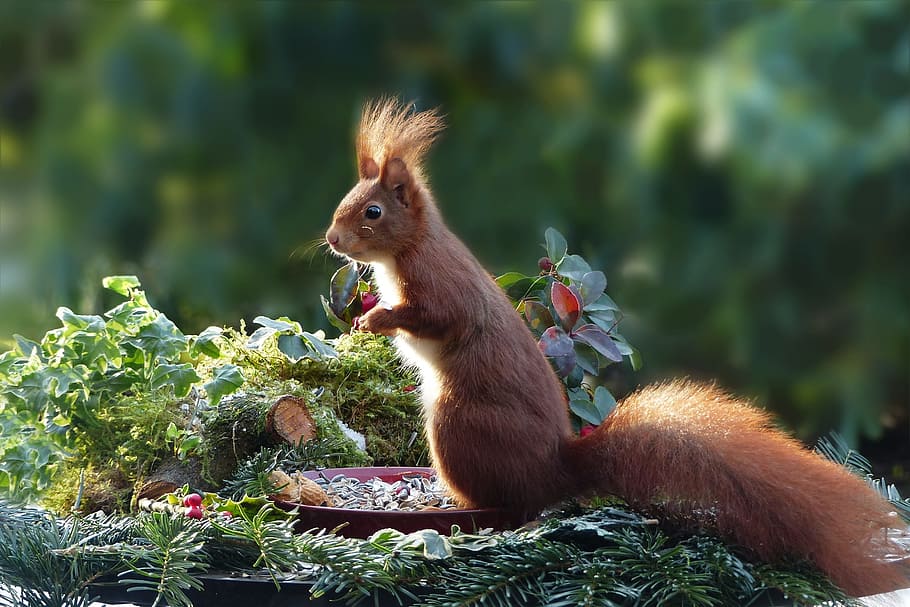 squire ll on top of plant, nature, animal, mammal, rodent, squirrel