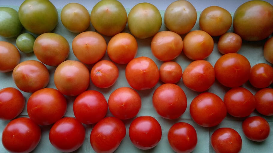 Tomatoes, Red, Green, Green, Vegetables, Food, vegetarian, healthy, HD wallpaper