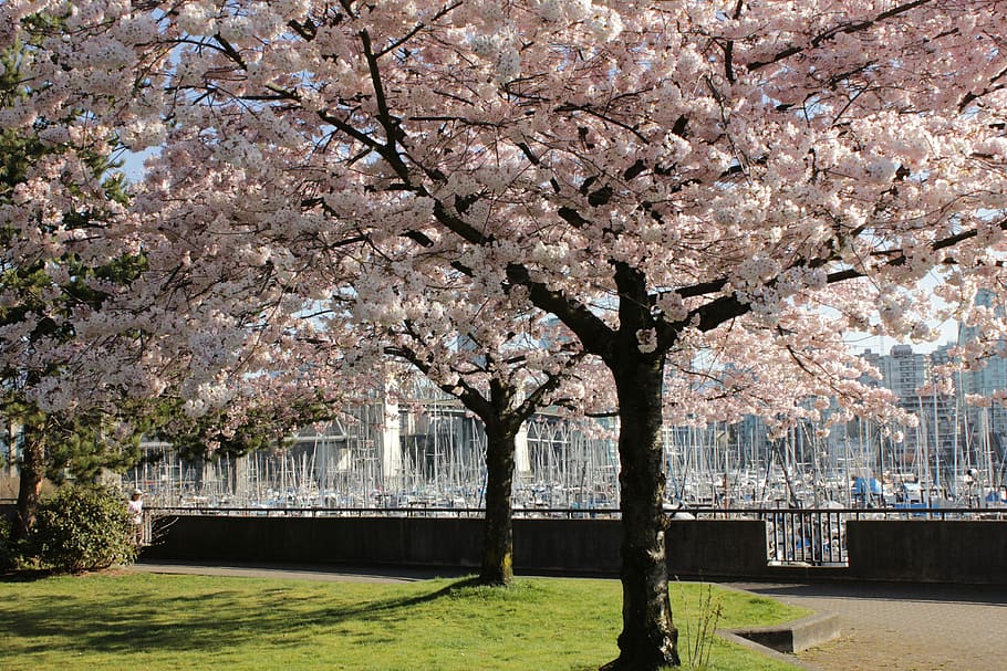 Cherry Trees, Spring, Cherry, Cherry, Tree, blossom, branch HD wallpaper