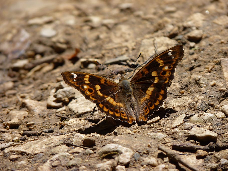 butterfly, insect, macro, nature, wings, animal themes, animal wildlife HD wallpaper