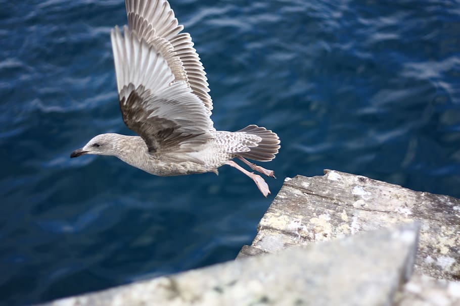 flight, new, seagull, emergency, beach, seagulls flying, wing HD wallpaper