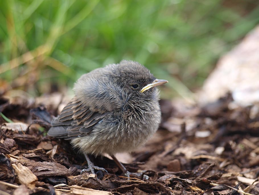 bird, animal, hatched, one animal, animal themes, vertebrate HD wallpaper
