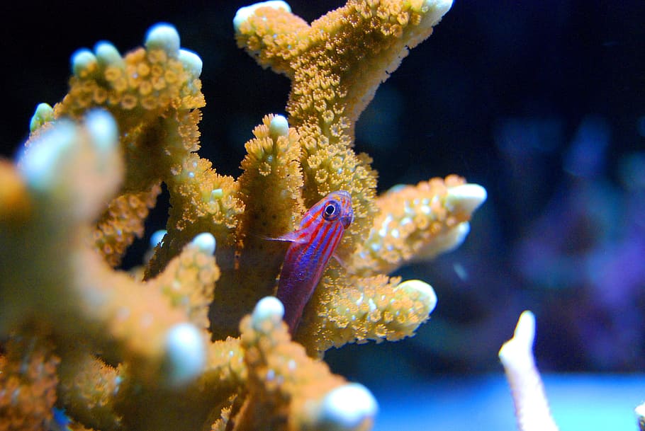 purple guppy beside coral, fish, red, sea, underwater, reef, marine