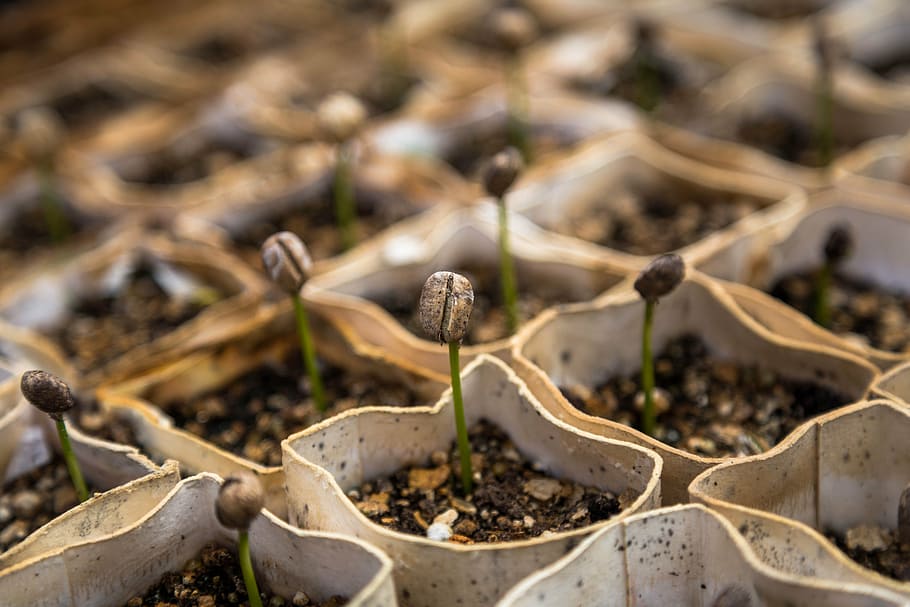 macro, nursery, plants, seedlings, sprouts, food, food and drink HD wallpaper