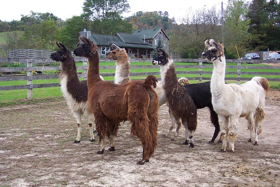 five llamas, herd, animals, wool, fur, hair, mammal, fluffy HD wallpaper