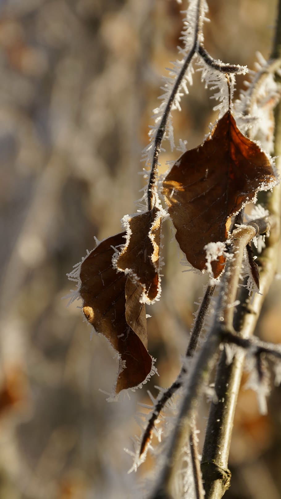 beech, leaf, withered, tree, white, winter, ice, snow, crystal HD wallpaper