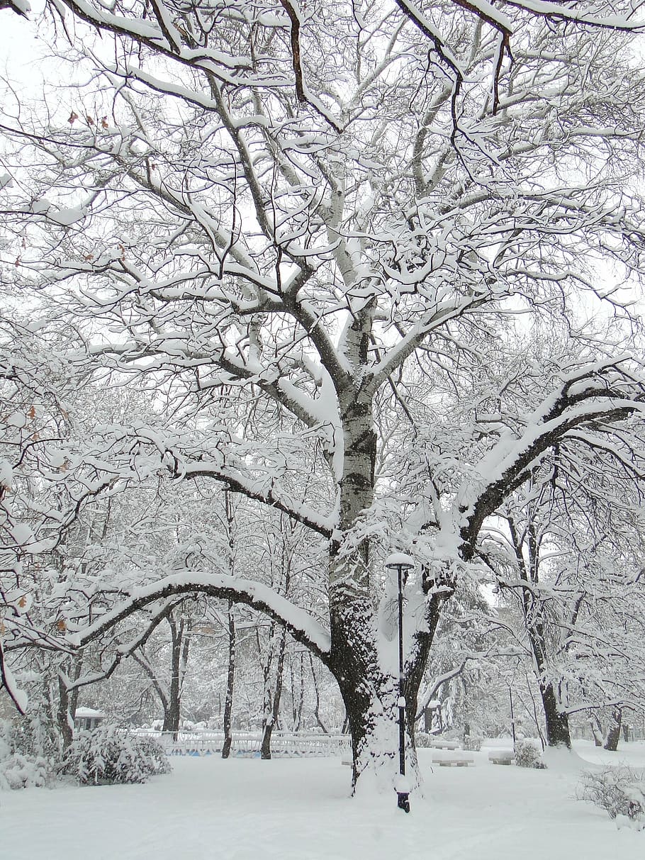 winter, tree, park, snow, nature, cold - Temperature, branch HD wallpaper