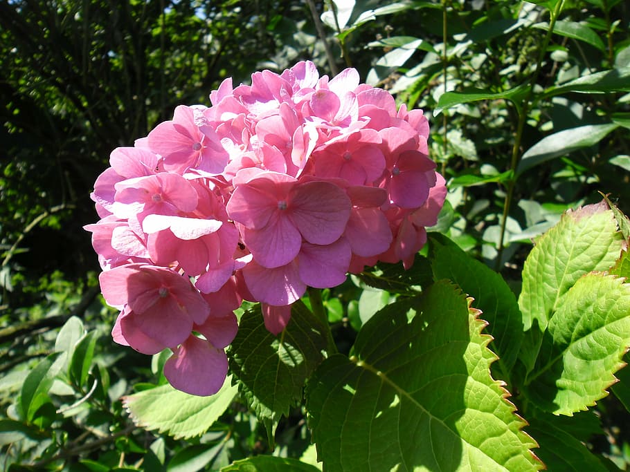 hydrangea, flower, garden, summer, pink, nature, flowers, garden plant HD wallpaper