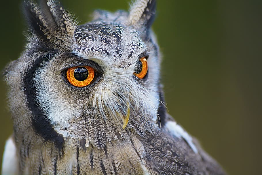 gray owl with orange eyes, bird, animal, nature, portrait, beak