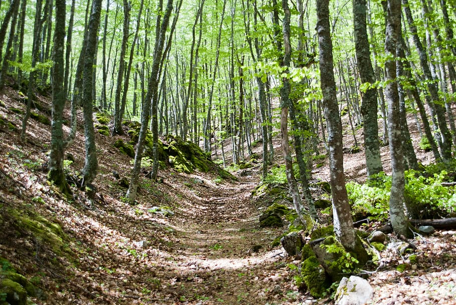 Forest, Governess, Nature, Spring, leaves, tree, tree trunk HD wallpaper