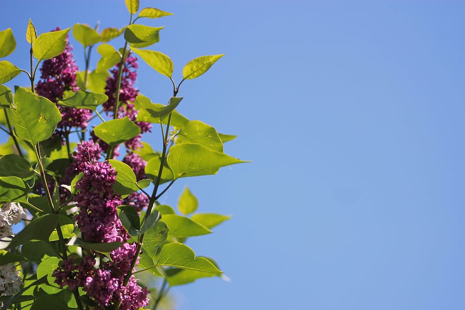 without, lilac, bush, the background, wallpaper, a garden plant HD wallpaper