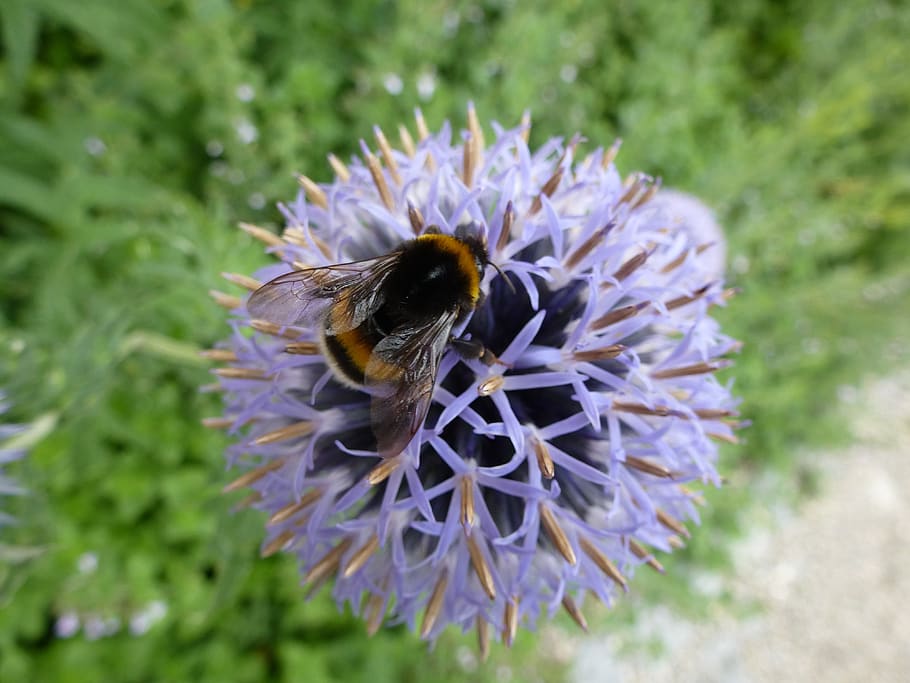 hummel, blossom, bloom, spring, flower, flowering plant, animal themes HD wallpaper